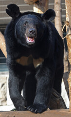 Asian black bear (Ursus thibetanus), also known as Asiatic black bear, moon bear and white-chested bear, medium-sized bear. Focus on face