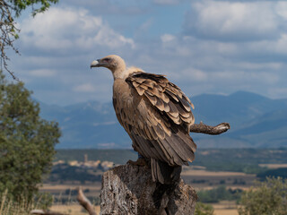 griffon vulture flight and perched in the sun