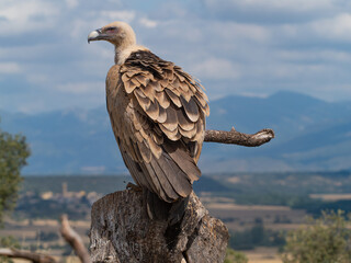 griffon vulture flight and perched in the sun