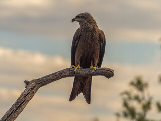 games and flights of a black kite in search of food