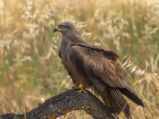 games and flights of a black kite in search of food