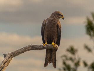 games and flights of a black kite in search of food