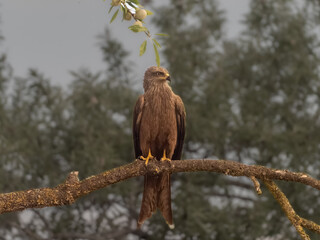 games and flights of a black kite in search of food