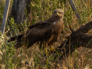 games and flights of a black kite in search of food