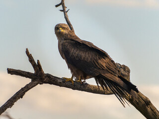 games and flights of a black kite in search of food