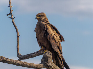 games and flights of a black kite in search of food