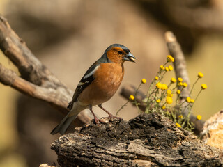 flight and games of a bulgarian finch
