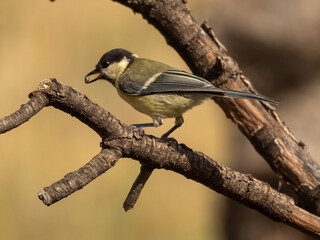 great tit in the river taking a bath