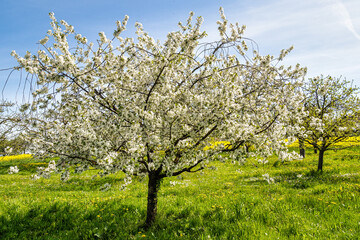 Fototapeta na wymiar Cherry blossoms on the hills around Kalchreuth, Germany in Franconian Switzerland