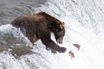 Wild Alaskan brown grizzly bear feeding on sockeye salmon at Brooks Falls in Katmai, Alaska