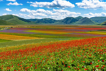 Lentil flowering with poppies and cornflowers in Castelluccio di Norcia, Italy