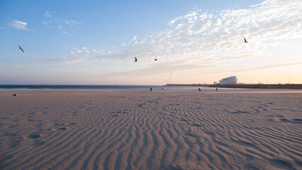Beach sand on a sunset with birds flying, Porto, Portugal.