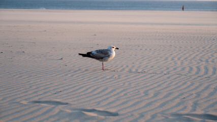 Seagull on the sand on the beach at sunset, Porto, Portugal.
