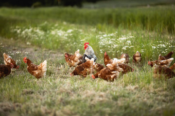 Frei laufende Hühner mit einem Hahn.