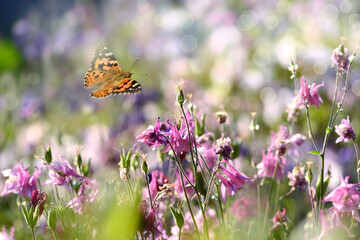 Schmetterling 1097 © K.-U. Häßler