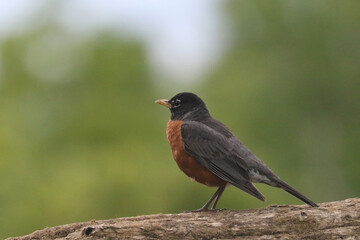 Robin parents collecting food for chicks