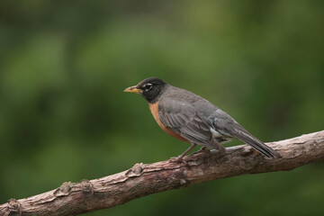 Robin parents collecting food for chicks