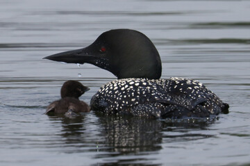 Loon family of three on lake in summer. One chick swimming and climbing under wing of mother.  © Janet