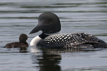 Loon family of three on lake in summer. One chick swimming and climbing under wing of mother.  © Janet