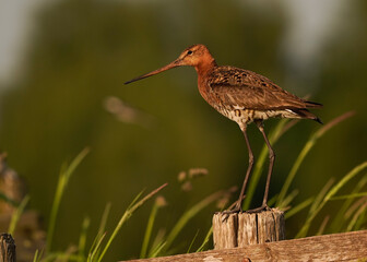 A Black-tailed Godwit (Limosa Limosa) standing on a wooden pole in the Netherlands