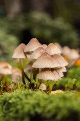 Selective focus of Mycena inclinata mushrooms growing on a mossy tree in a forest in autumn