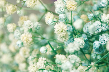 The white flowers of the green dried flower are gypsophila. Macro. Selective focus. Daylight.