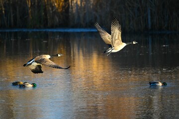 Flock of geese, flying over the lake on a sunny day, with mallards diving in the background