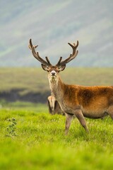 Vertical shot of a red deer in the field