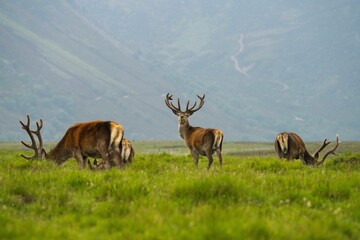 Herd of red deer in the field