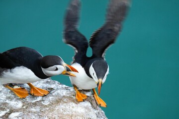 Couple of puffins on a rock on green background