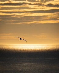 Fototapeta na wymiar Vertical shot of bird's silhouette flying over the sea at sunset