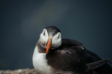 Closeup of a puffing on dark blue background