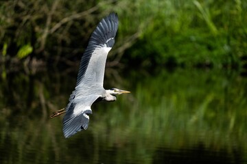 Gray heron in flight over the river with blurred nature background