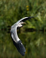 Close-up shot of a gray heron flying agains green blurry background