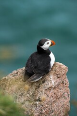 Vertical shot of puffin sitting on rock against blur background