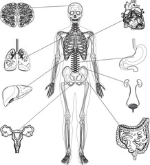 Human Anatomy Vector Graphic