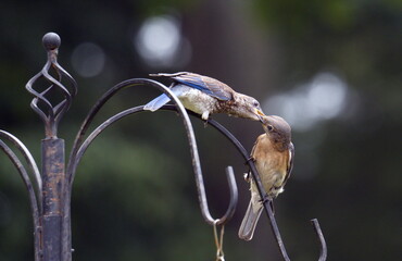 Obraz na płótnie Canvas Mother eastern bluebird feeding her fledgling in Forest, Virginia.