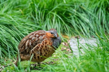 Hazel grouse perching on grassland