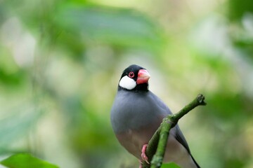 Closeup of Java sparrow in blurred background