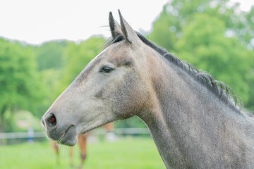 Fototapeta premium Closeup of white horse