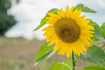 Close-up shot of a sunflower with a blurred background