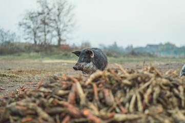 Black dirty pig next to vegetables in the farm
