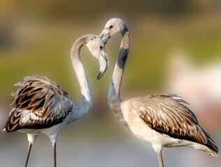 Beautiful flamingo near back water. wall mounting of flamingo bird. background picture of bird. Beautiful wings of flying flamingo. Wall poster of flamingo bird. Migratory bird in Bhigwan, India.