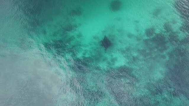 Top view of a manta ray swimming in the ocean on a sunny day