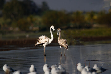 Beautiful flamingo near back water. wall mounting of flamingo bird. background picture of bird. Beautiful wings of flying flamingo. Wall poster of flamingo bird. Migratory bird in Bhigwan, India.