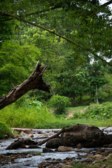 The beauty of a small stream in the national park forest is suitable for camping.