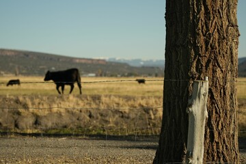 Cattle grazing in the pasture behind the tree