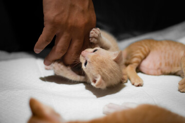 A cute orange kitten is playing with a human's hand.