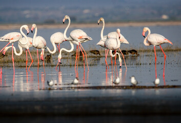 Naklejka premium Beautiful flamingo near back water. wall mounting of flamingo bird. background picture of bird. Beautiful wings of flying flamingo. Wall poster of flamingo bird. Migratory bird in Bhigwan, India.