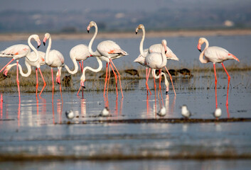 Fototapeta premium Beautiful flamingo near back water. wall mounting of flamingo bird. background picture of bird. Beautiful wings of flying flamingo. Wall poster of flamingo bird. Migratory bird in Bhigwan, India.